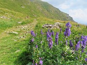 74 Aconitum napellus (Aconito napello) 